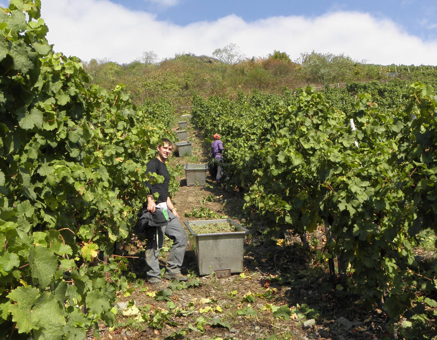 Weinlese