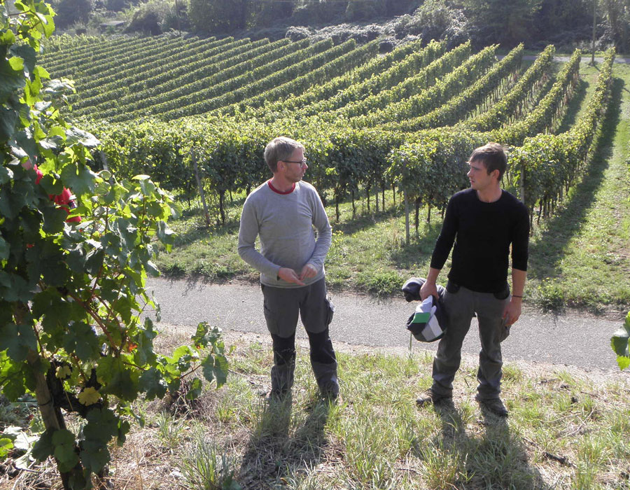 Weinlese