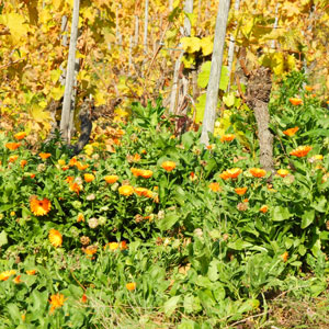 Blumen