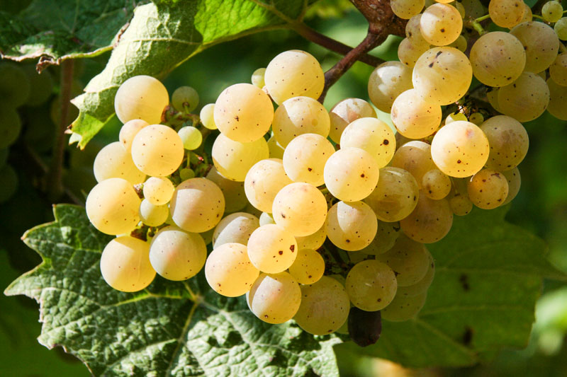 Rieslingtrauben